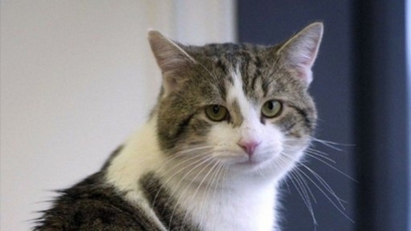 ¡CONSÍGUETE UN GATO!